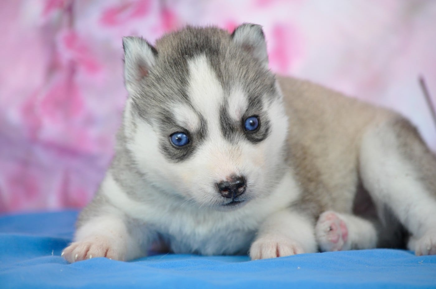 Femelle grise yeux bleus - Siberian Husky