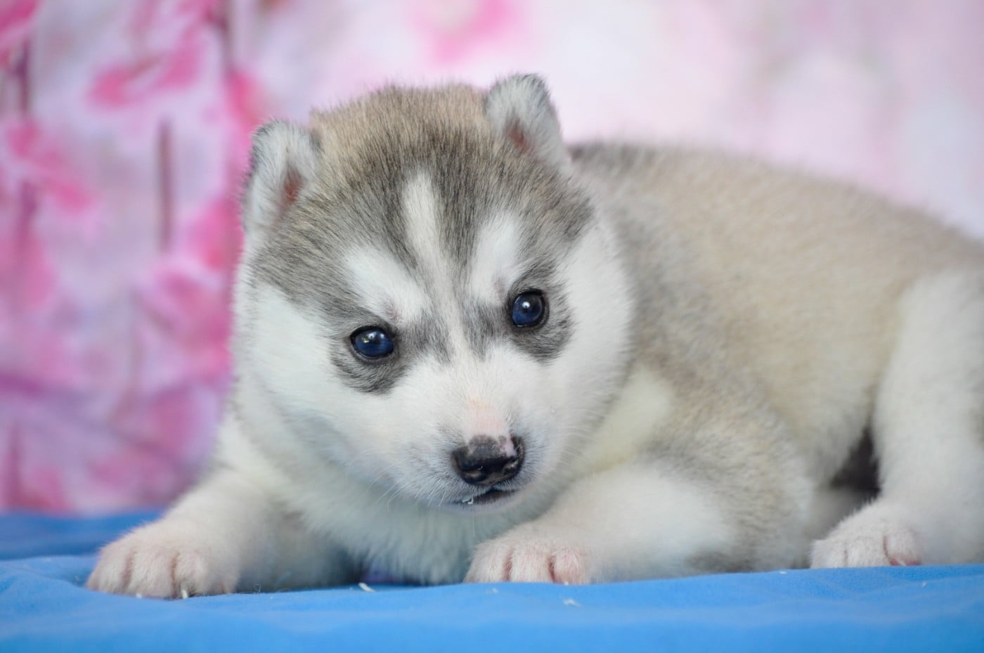 Femelle grise - Siberian Husky