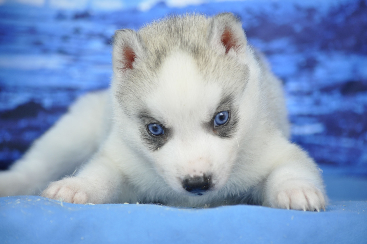 mâle gris yeux bleus - Siberian Husky