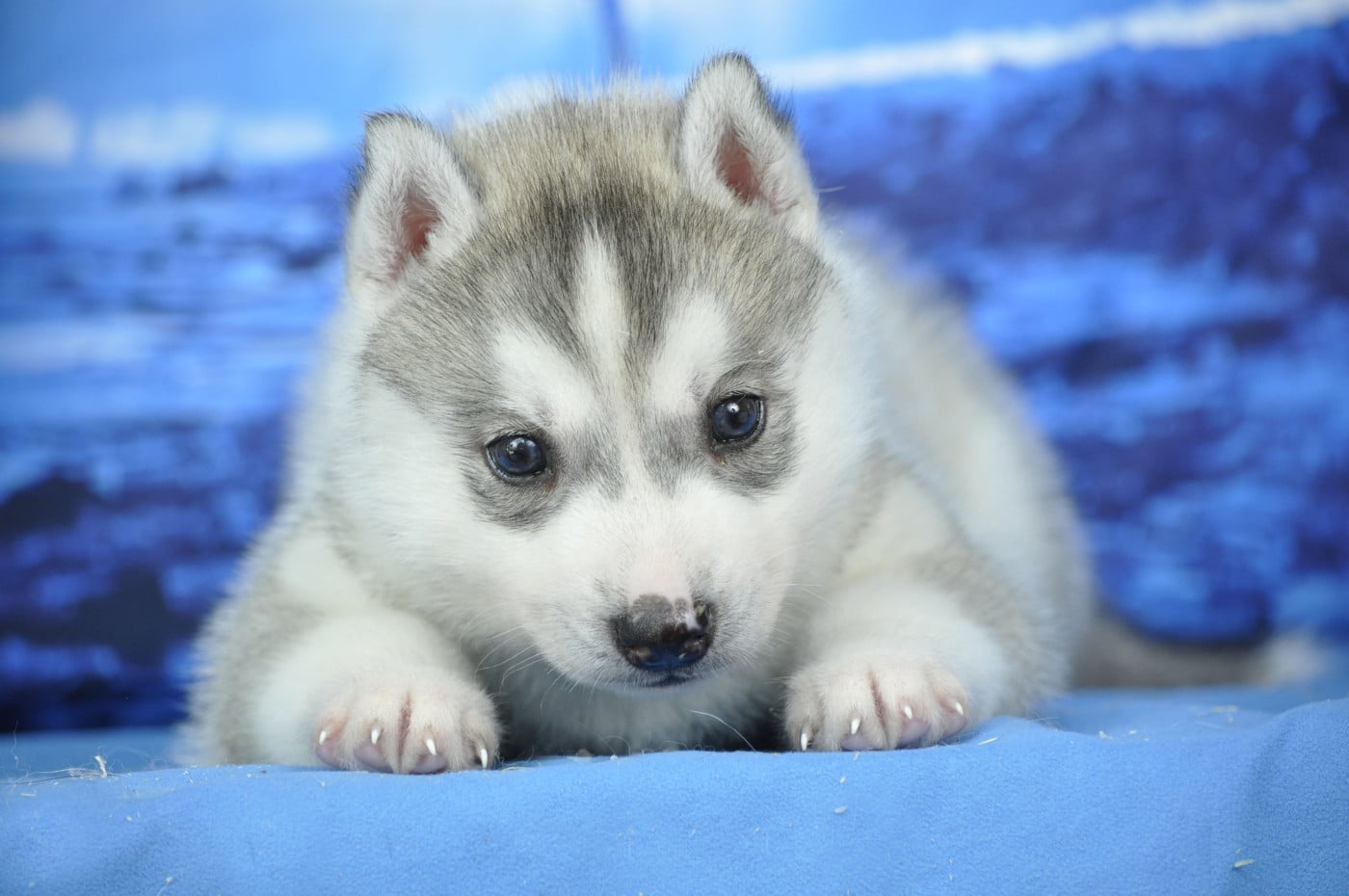 mâle gris - Siberian Husky
