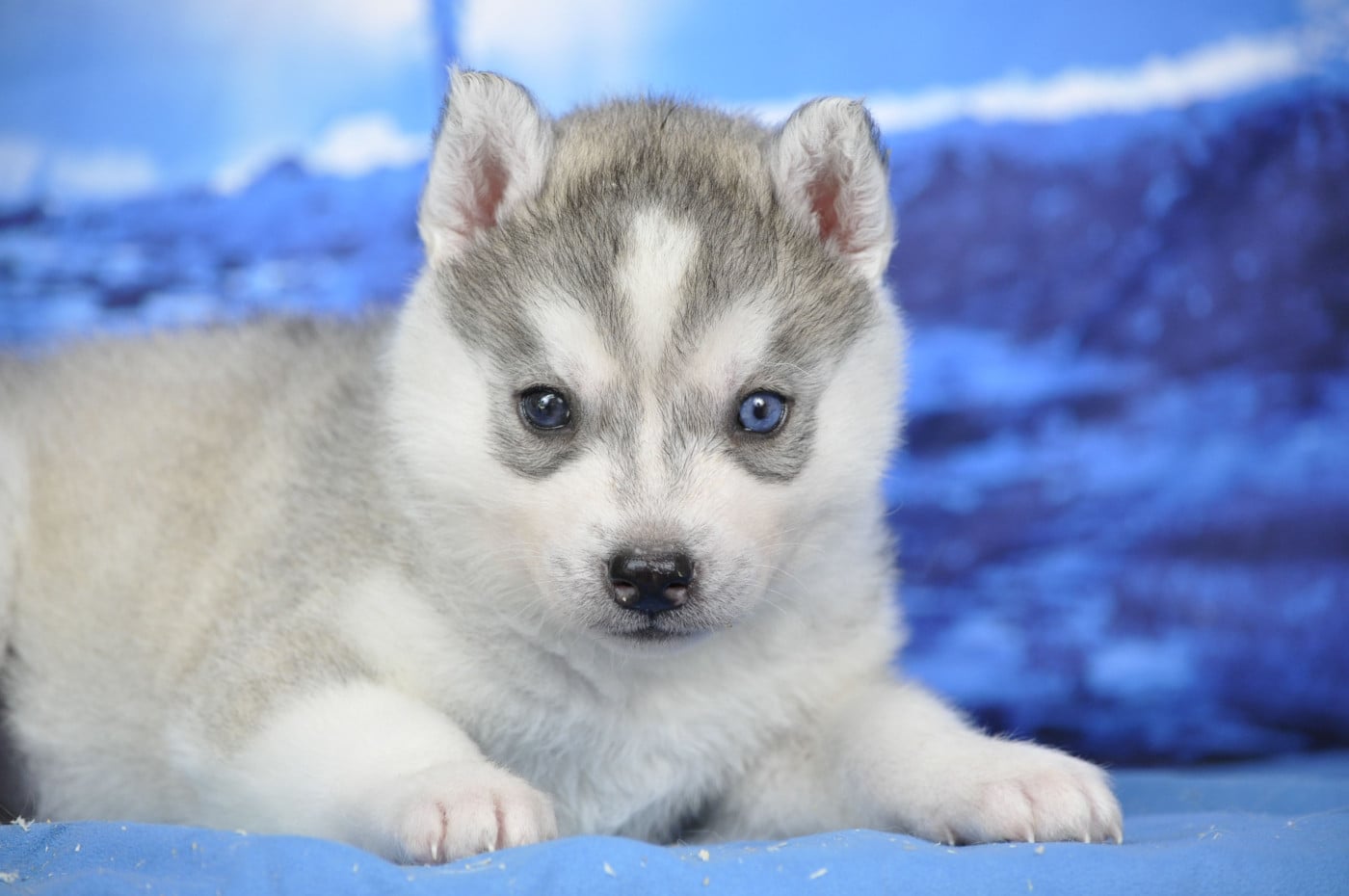 femelle grise yeux vairons - Siberian Husky