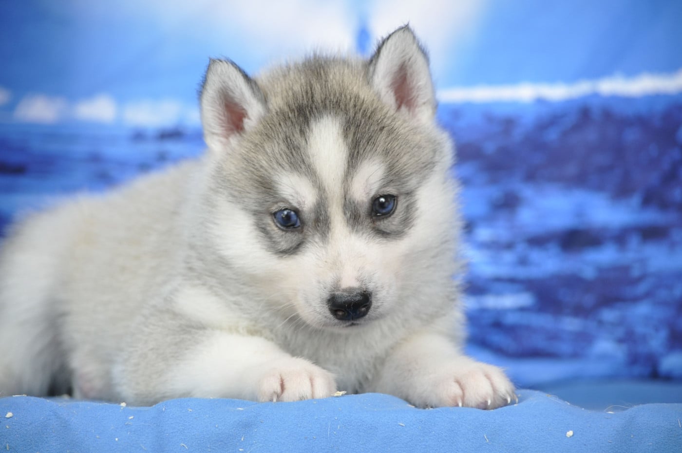 femelle grise yeux particolores - Siberian Husky