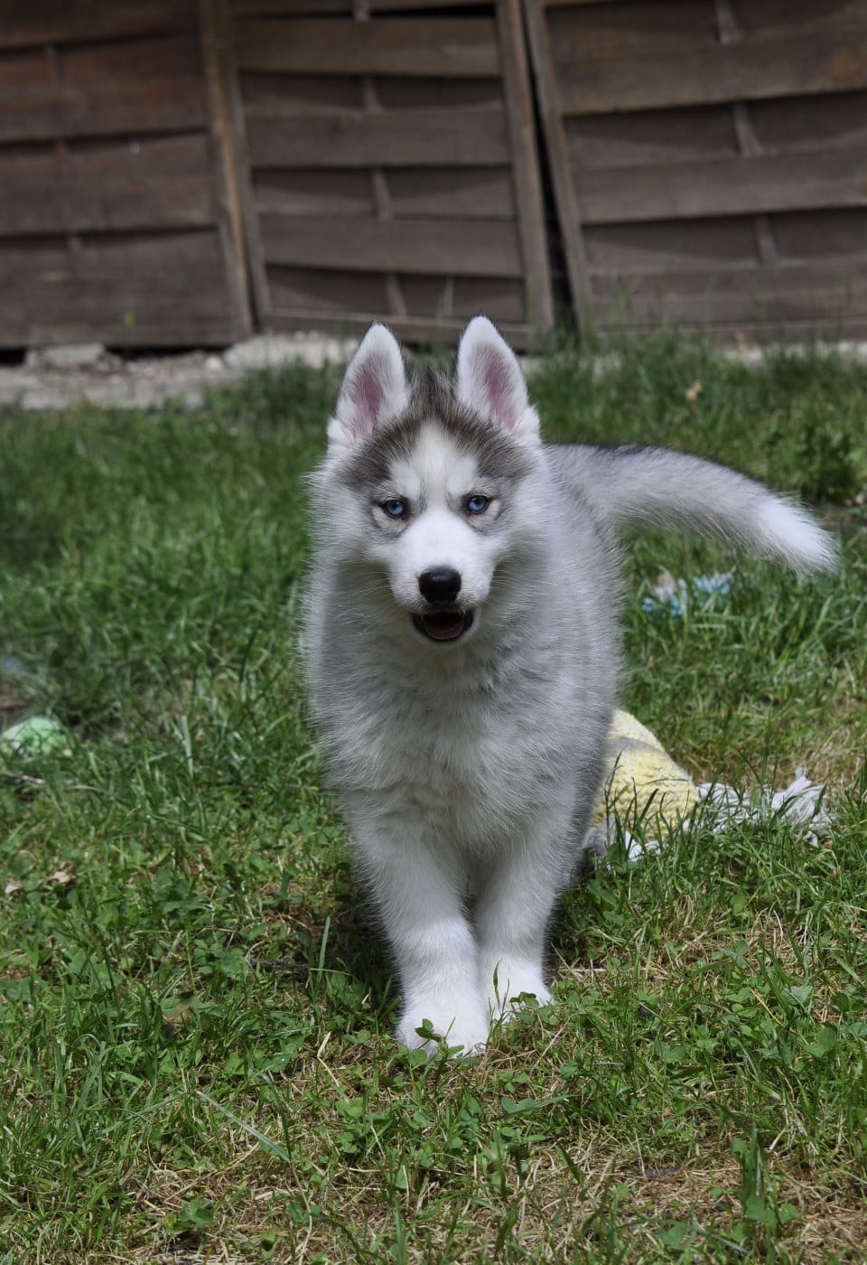 Siberian Husky - Angel Inside's