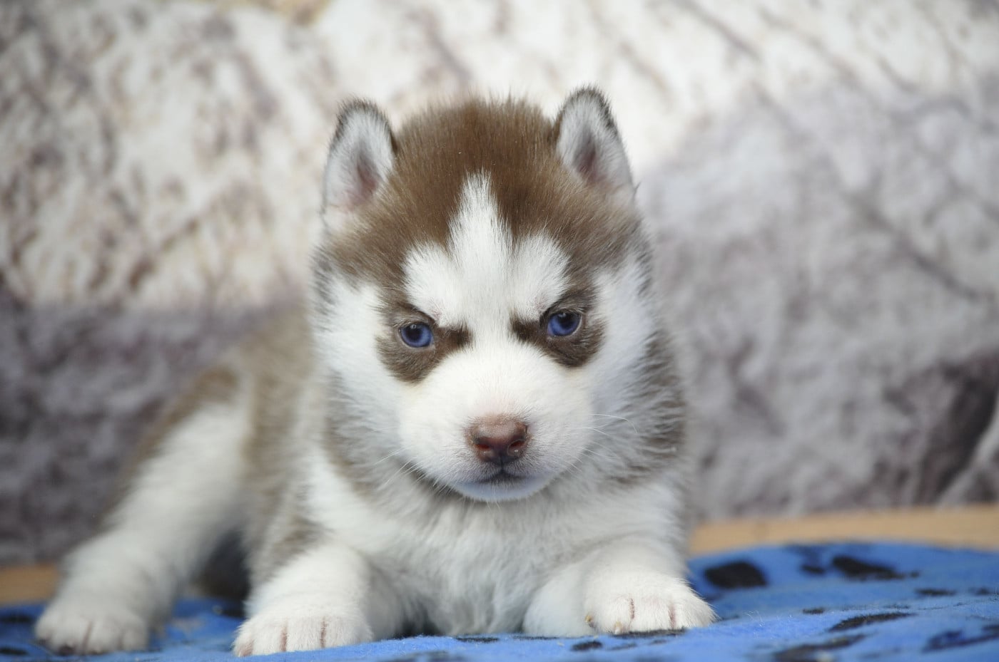 Siberian Husky - Angel Inside's