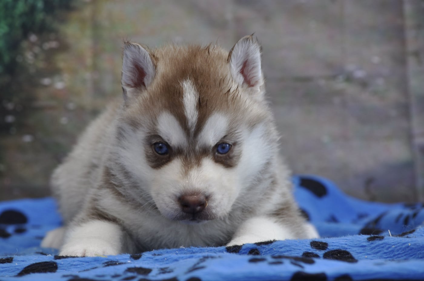 Siberian Husky - Angel Inside's