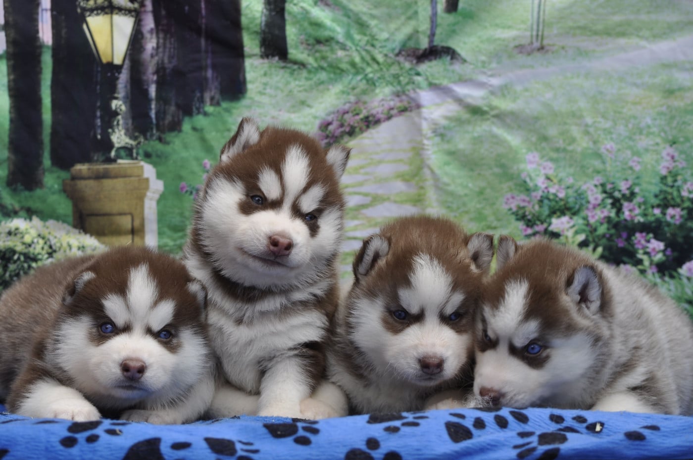 Siberian Husky - Angel Inside's