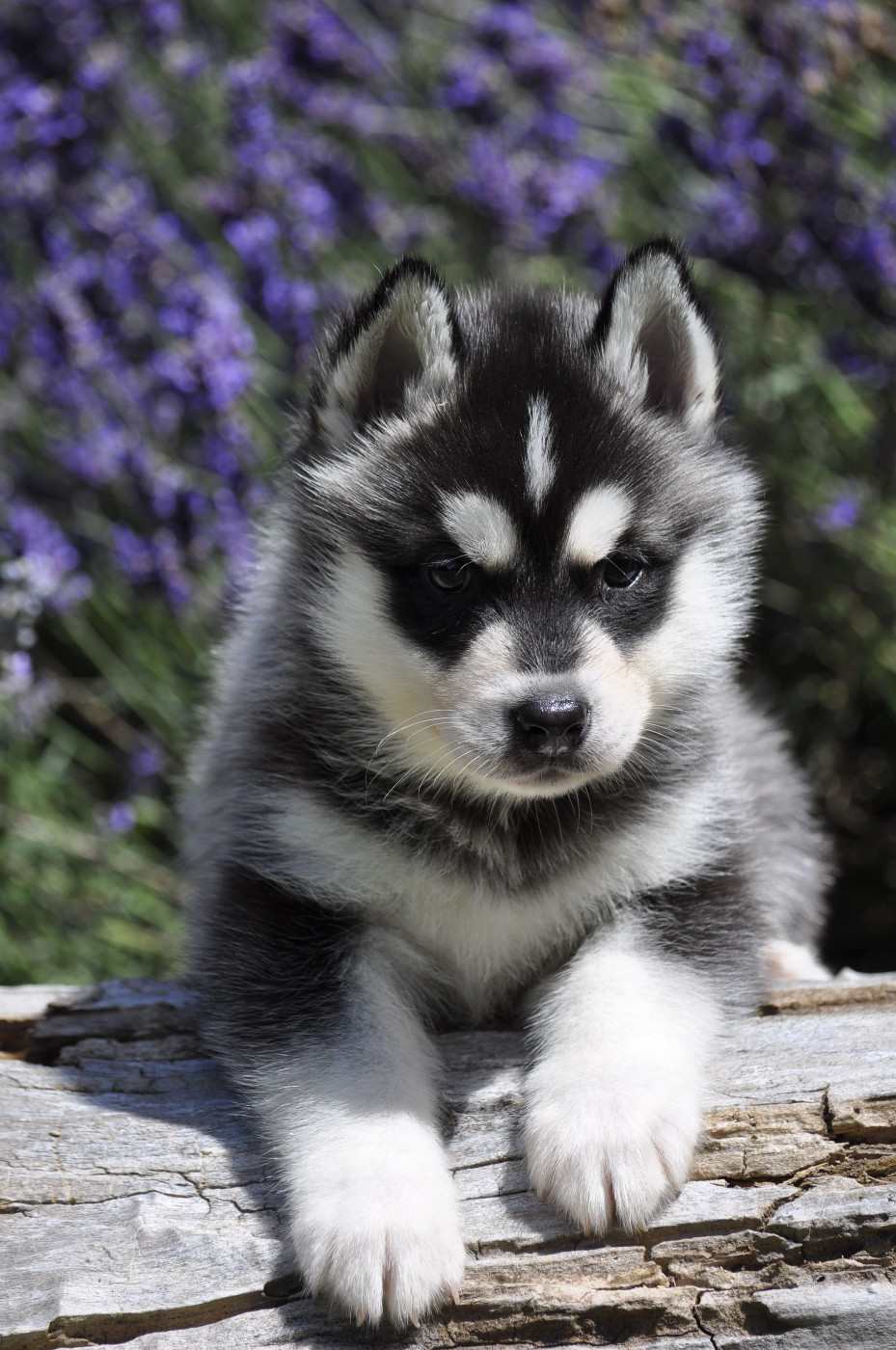 Male noir - Siberian Husky