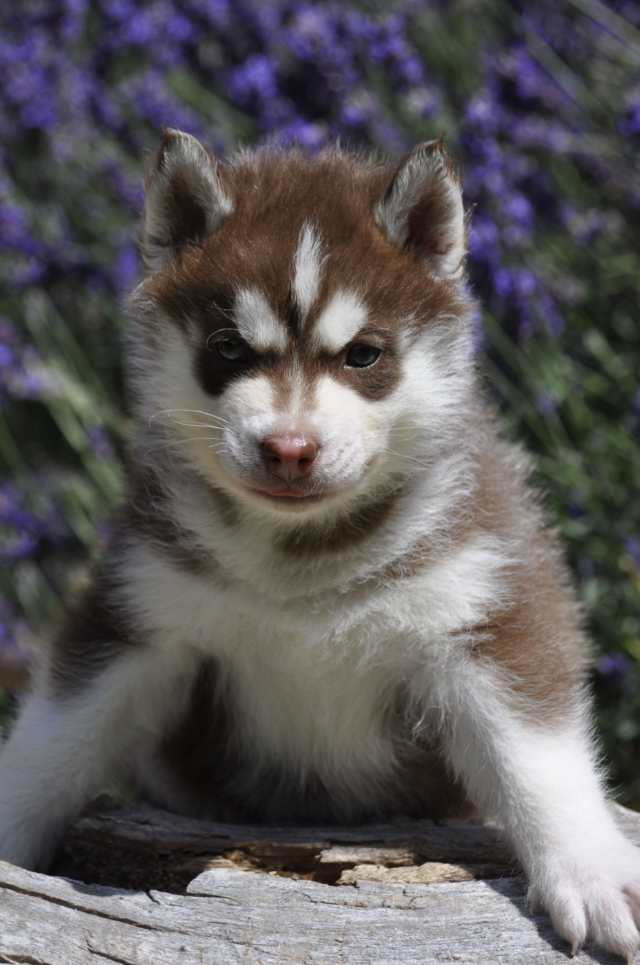 Male chocolat masqué - Siberian Husky