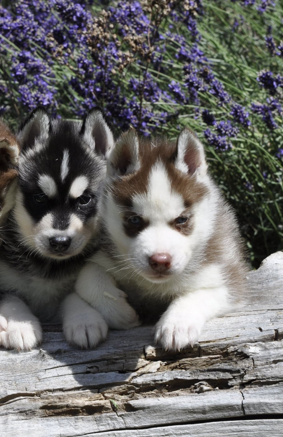 Siberian Husky - Angel Inside's