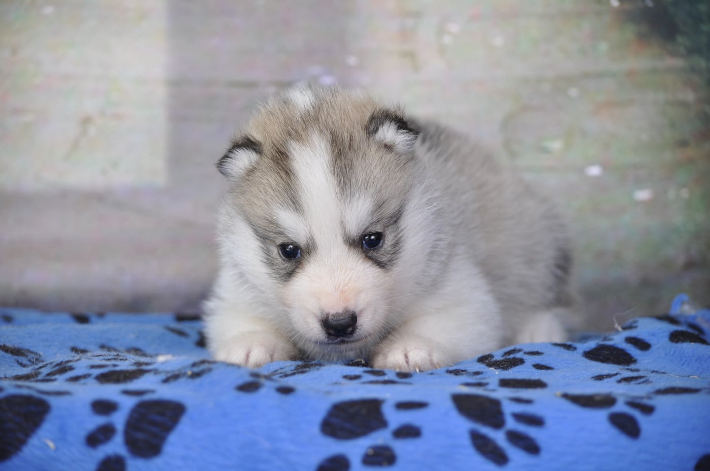 Mâle gris - Siberian Husky