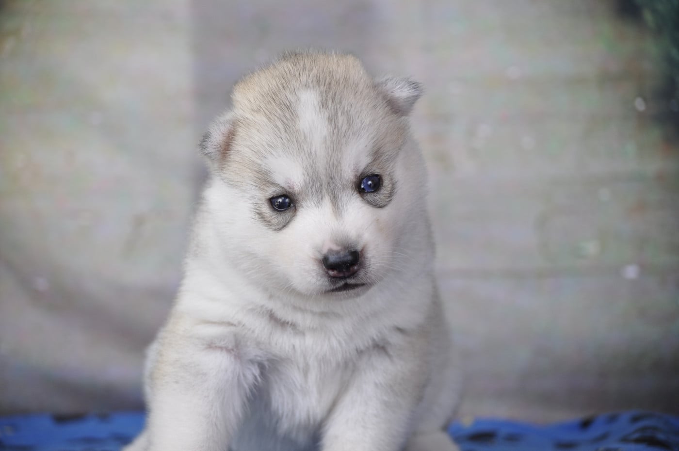 Femelle grise - Siberian Husky