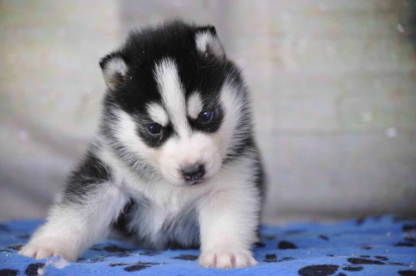 Femelle noire - Siberian Husky
