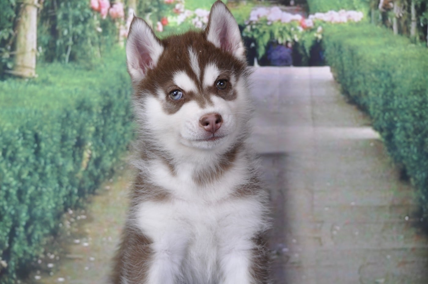 Siberian Husky - Angel Inside's