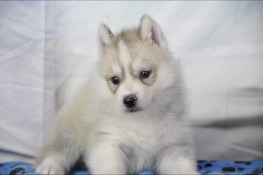 Mâle gris - Siberian Husky