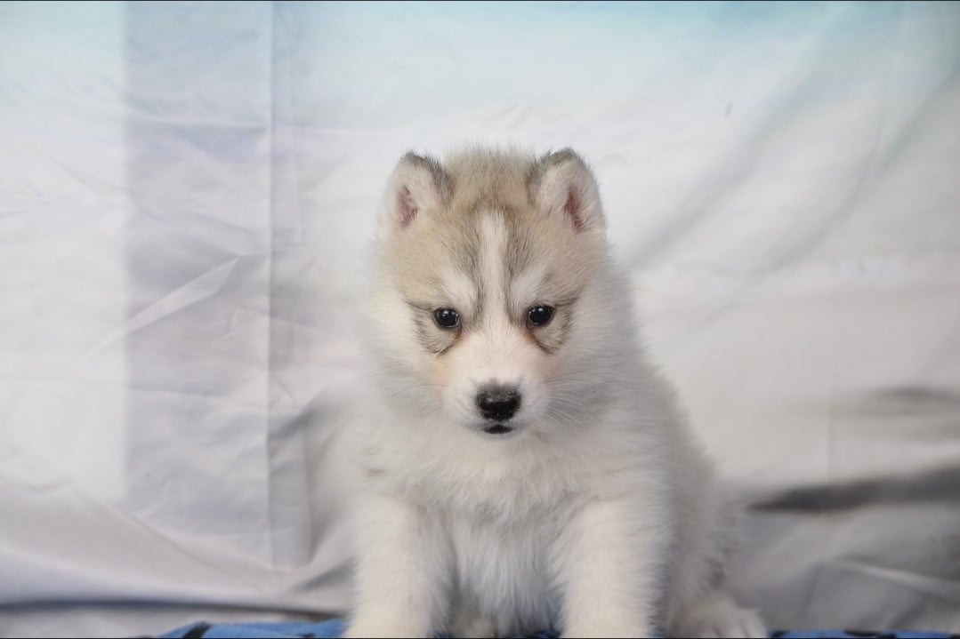 Chiot N°2 - Siberian Husky