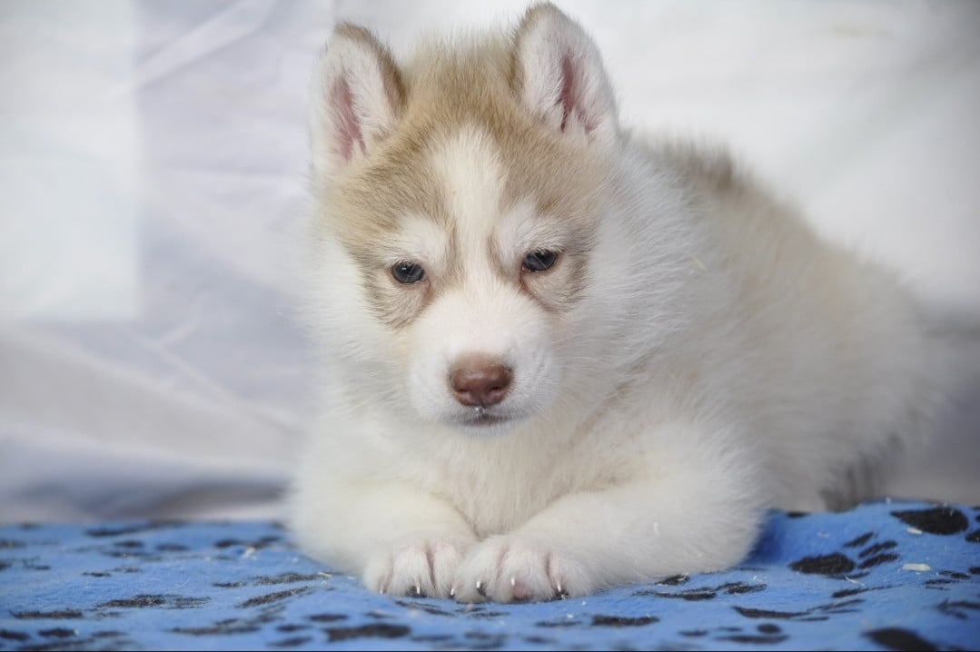 Chiot N°4 - Siberian Husky