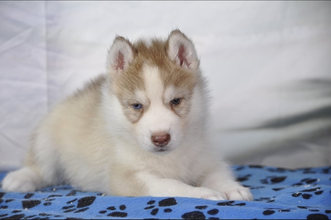Chiot N°6 - Siberian Husky
