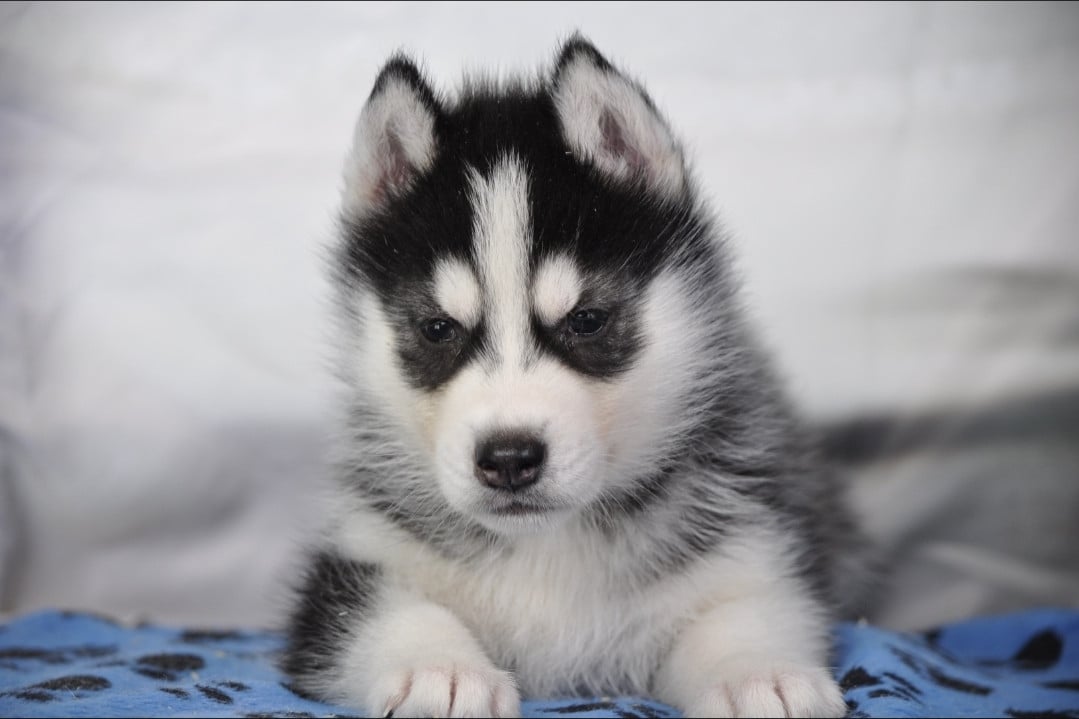 Chiot N°7 - Siberian Husky