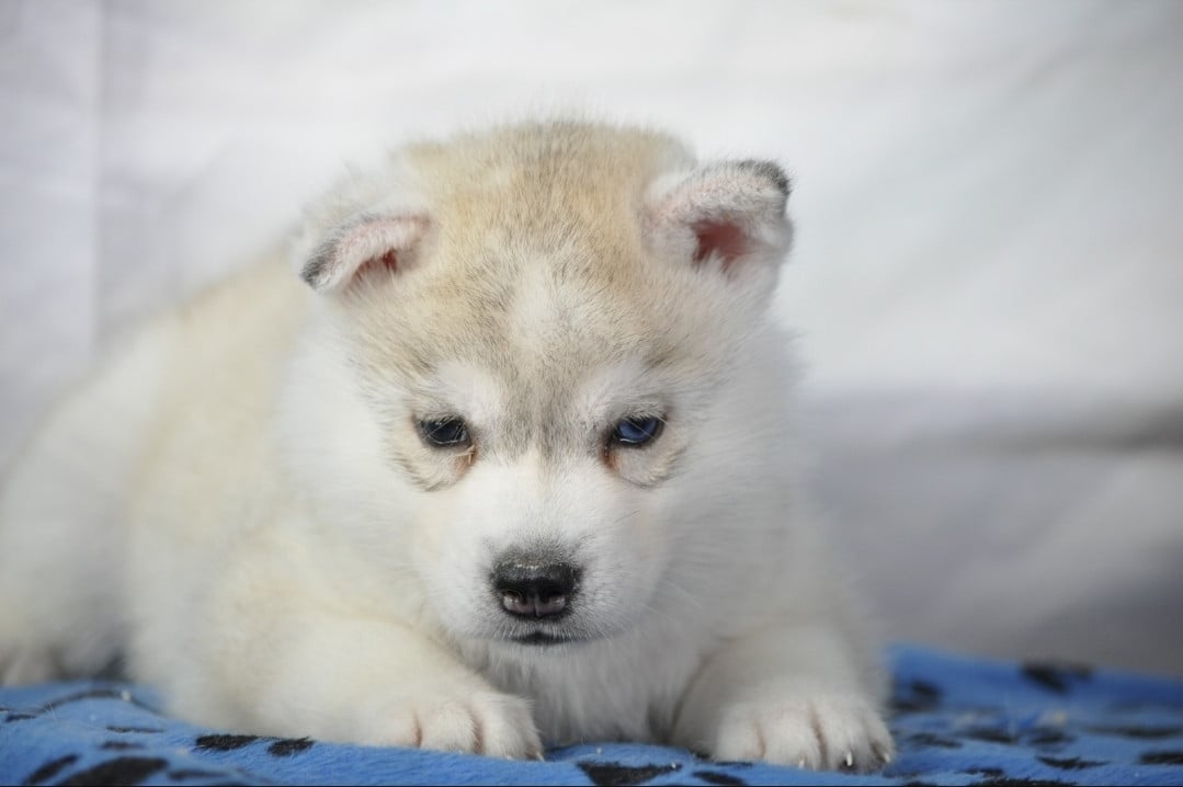 Chiot N°8 - Siberian Husky