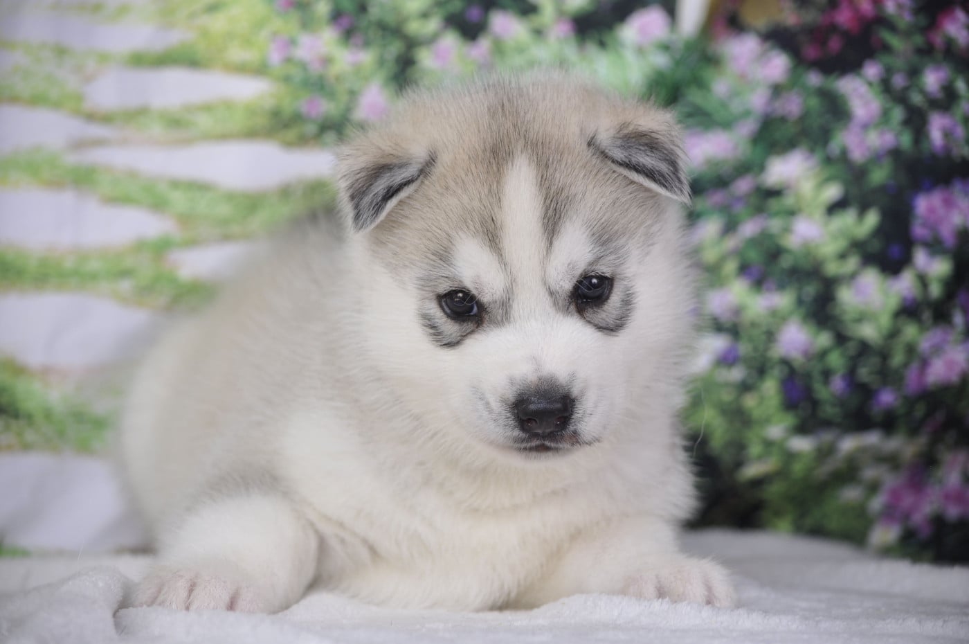 Chiot N°2 - Siberian Husky