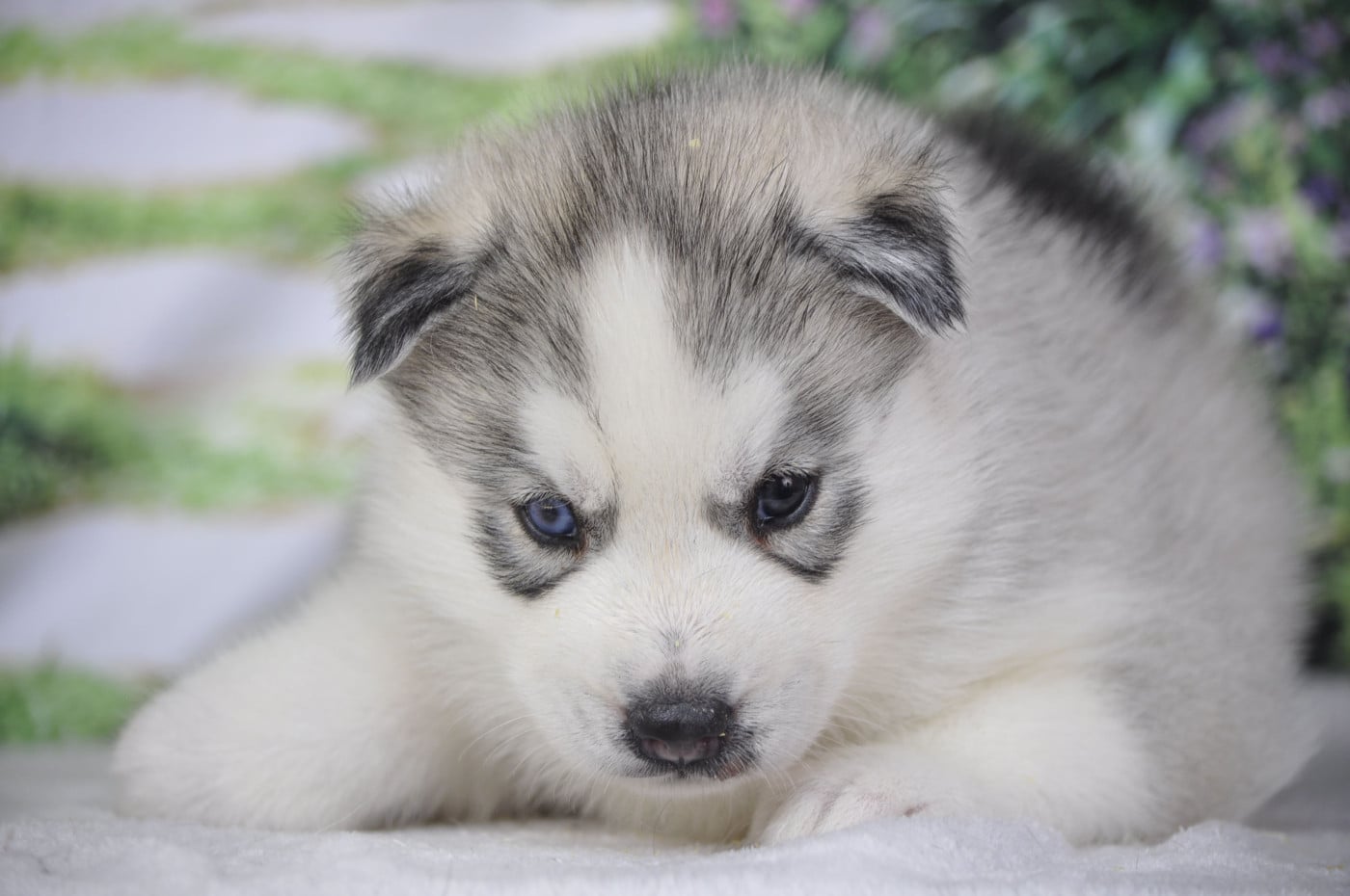 Chiot N°3 - Siberian Husky
