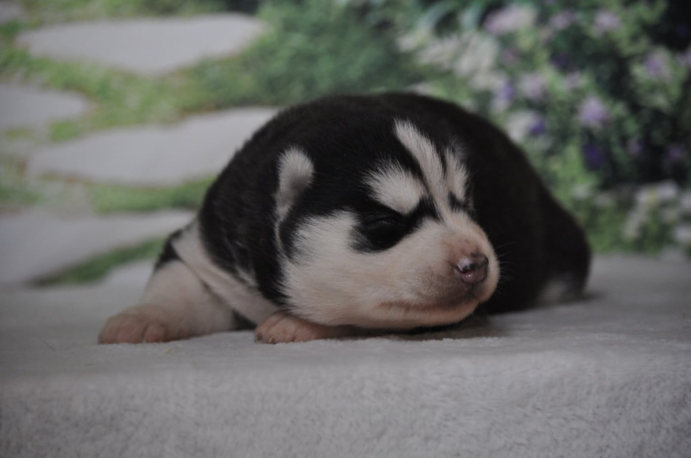 Femelle noire - Siberian Husky