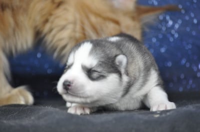 Les chiots de Siberian Husky