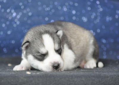 Les chiots de Siberian Husky