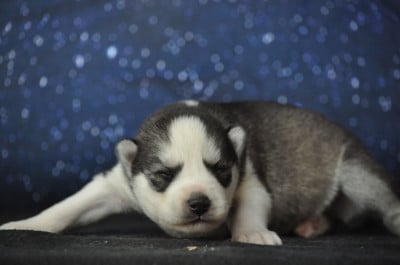 Les chiots de Siberian Husky