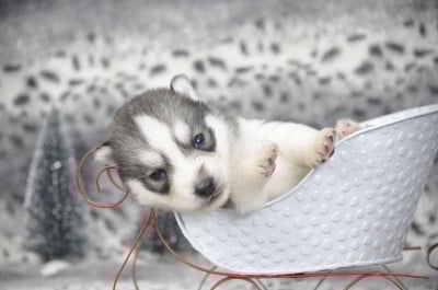 Les chiots de Siberian Husky