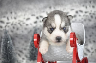 Les chiots de Siberian Husky