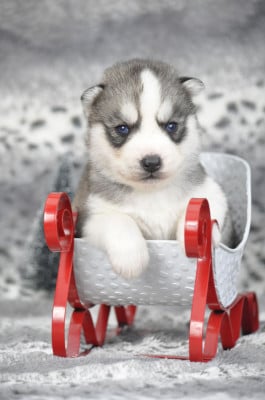 Les chiots de Siberian Husky