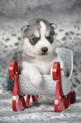Les chiots de Siberian Husky