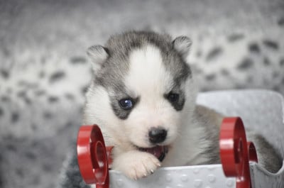Les chiots de Siberian Husky
