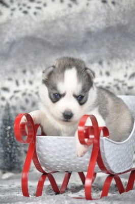 Les chiots de Siberian Husky