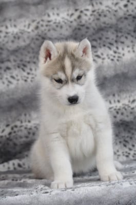 Les chiots de Siberian Husky