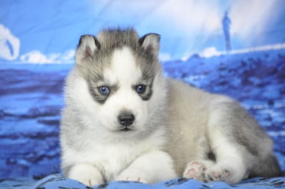 Les chiots de Siberian Husky