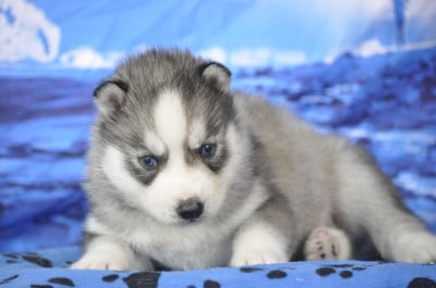 Les chiots de Siberian Husky