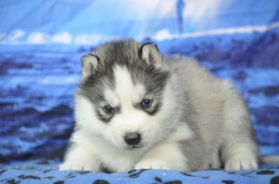 Les chiots de Siberian Husky