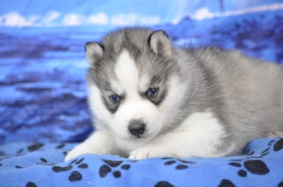 Les chiots de Siberian Husky
