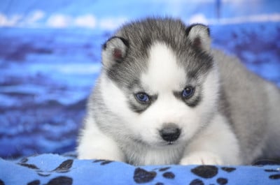 Les chiots de Siberian Husky