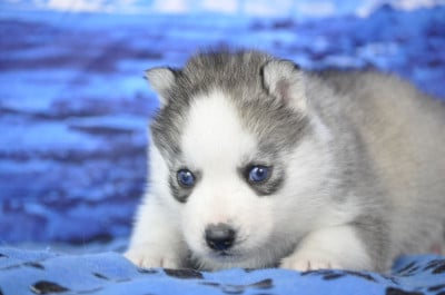 Les chiots de Siberian Husky