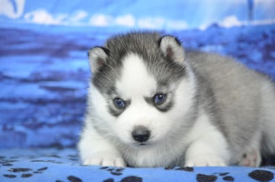Les chiots de Siberian Husky