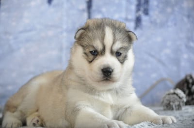 Siberian Husky