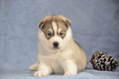 Les chiots de Siberian Husky