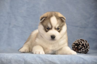 Les chiots de Siberian Husky