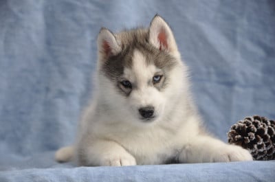 Les chiots de Siberian Husky