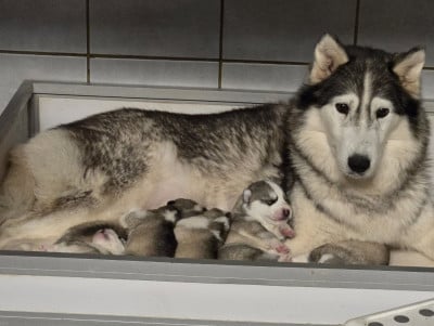 CHIOT 2 - Siberian Husky