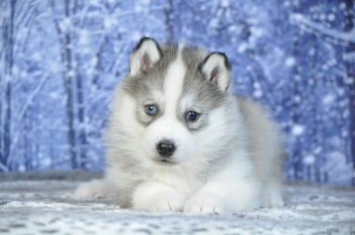 Les chiots de Siberian Husky