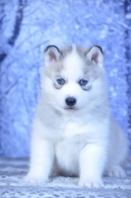 Les chiots de Siberian Husky
